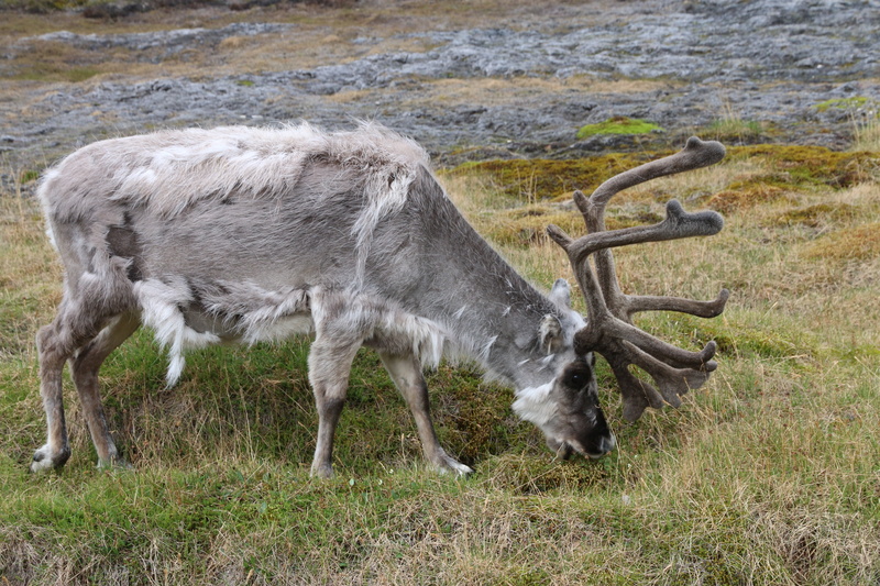 svalbard reindeer, reindeer, nature, 5K, animal themes, one animal, side view, animals in the wild, domestic animals, field, deer, outdoors, livestock