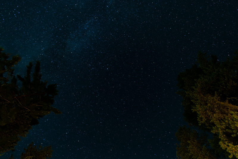 trees, nature, scenics - nature, beauty in nature, photo, outdoors, space, night sky, low, night, star, tranquility, milky way, tranquil scene, blue, plant