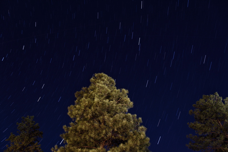 trees, outdoors, sky, starry, growth, scenics, starry sky, astronomy, scenics - nature, motion, night time, night, plant, close-up, forest, star - Space