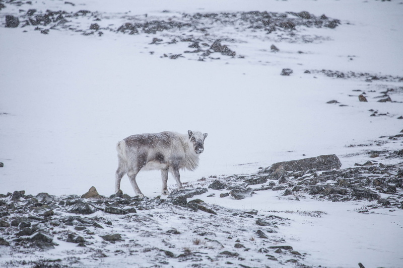 land, mountain, white, svalbard and jan mayen, animal wildlife, 5K, white color, wildlife, coyote, outdoors, snowscape, field, snow, snowcapped mountain