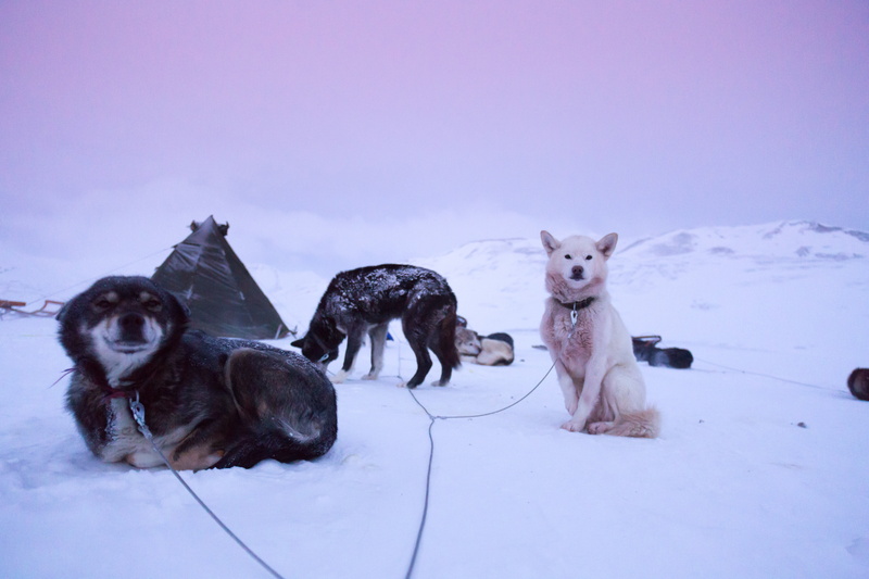 animal, dunes, camping, sled dog, photography, mammal, husky, winter, polar lights, pets, white color, domestic, snowing, nature, black, svalbard, longyearbyen
