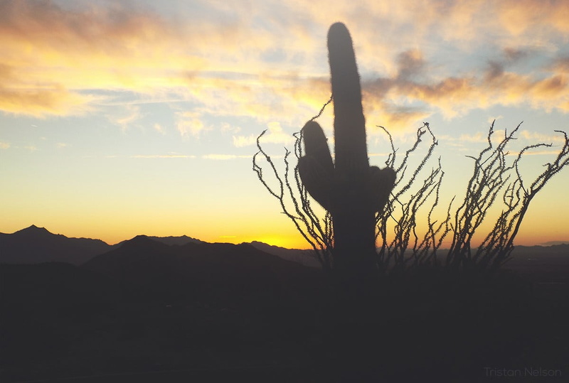 tranquil scene, environment, outdoors, scenics - nature, non-urban scene, 480P, cloud - sky, succulent plant, saguaro cactus, nature, silhouette, plant