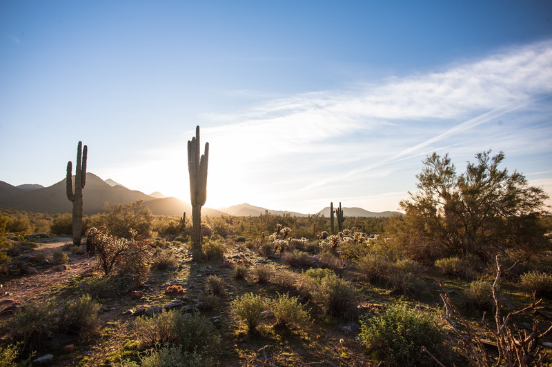 ecosystem, arid climate, saguaro cactus, nature, tranquil scene, non-urban scene, semi-arid, Scottsdale, tranquility, beauty in nature, tree, brown, plant