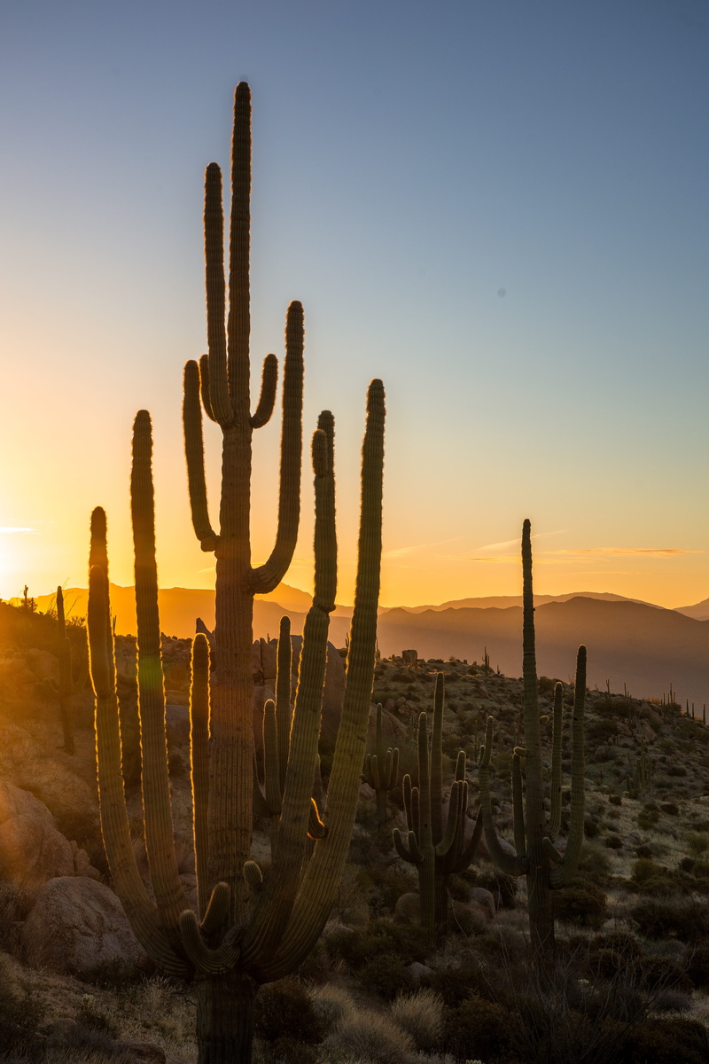 united states, dawn, plant, scenics - nature, non-urban scene, tonto national forest, tranquil scene, landscape, saguaro, succulent plant, no people, tranquility