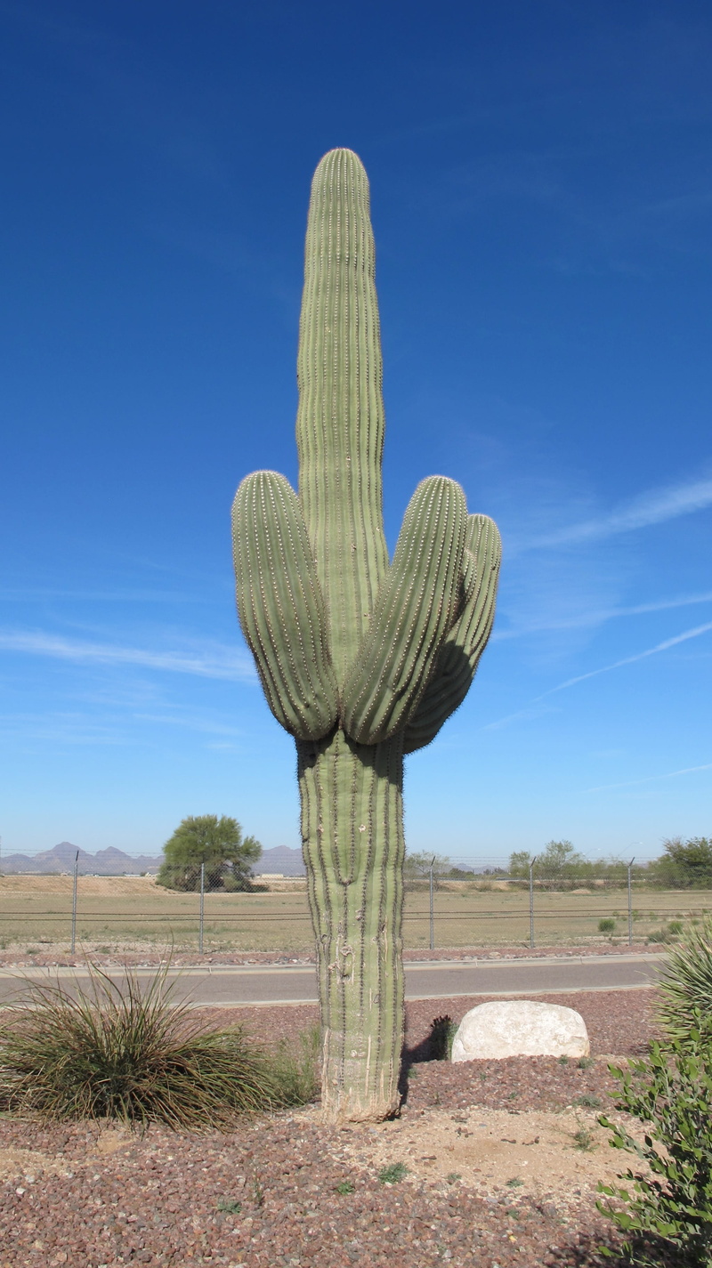 succulent plant, day, climate, landscape, Cactus, plant, beauty in nature, chihuahuan desert, 2K, arid climate, ecosystem, no people, tranquil scene, cactus