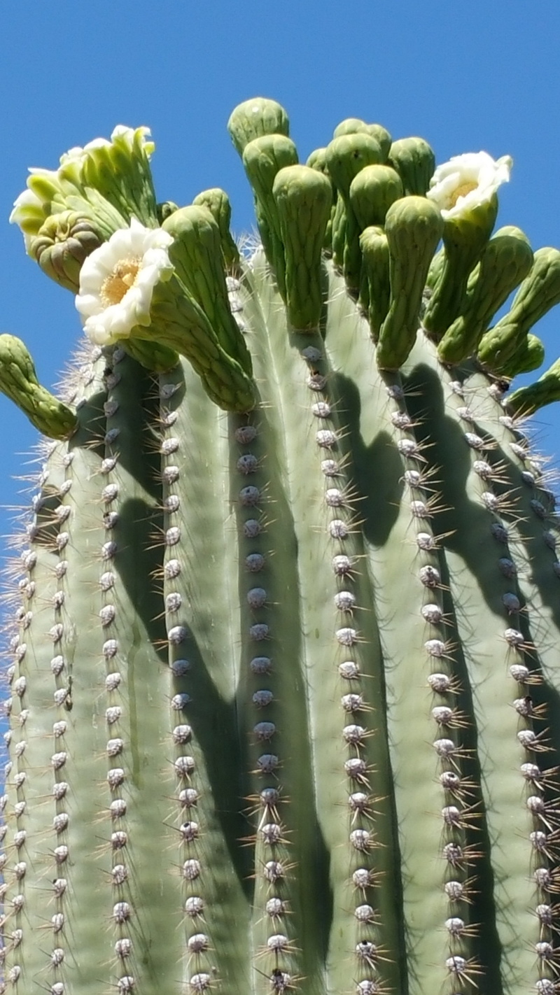 spiked, cactus flower, flower, growth, no people, Sonoran Desert, flowering plant, beauty in nature, day, Saguaro, plant, sunlight, Cactus, saguaro in bloom