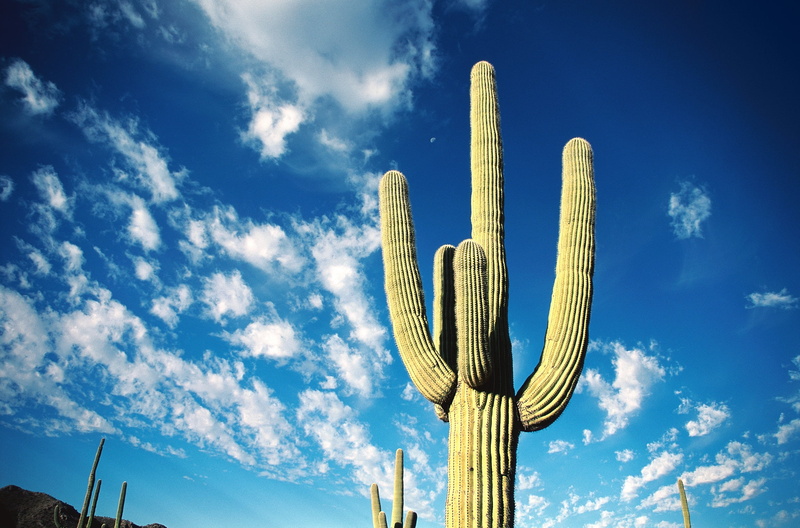 cloudscape, summer, nature, environment, sky, landscape, sunlight, cactus, blue, thorns, 1080P, cloud - Sky, low angle view, beauty in nature, scenics - nature