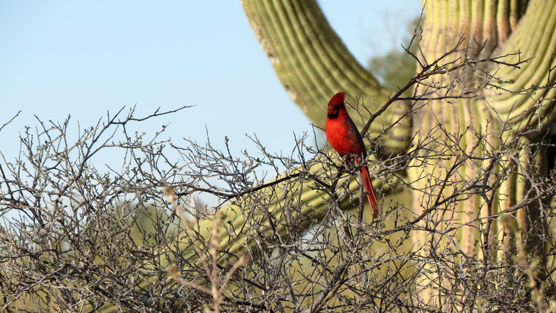 southwest, cardinal - bird, one animal, tree, perching, bird, outdoors, desert, sky, male animal, no people, animal wildlife, animal themes, tucson, brown