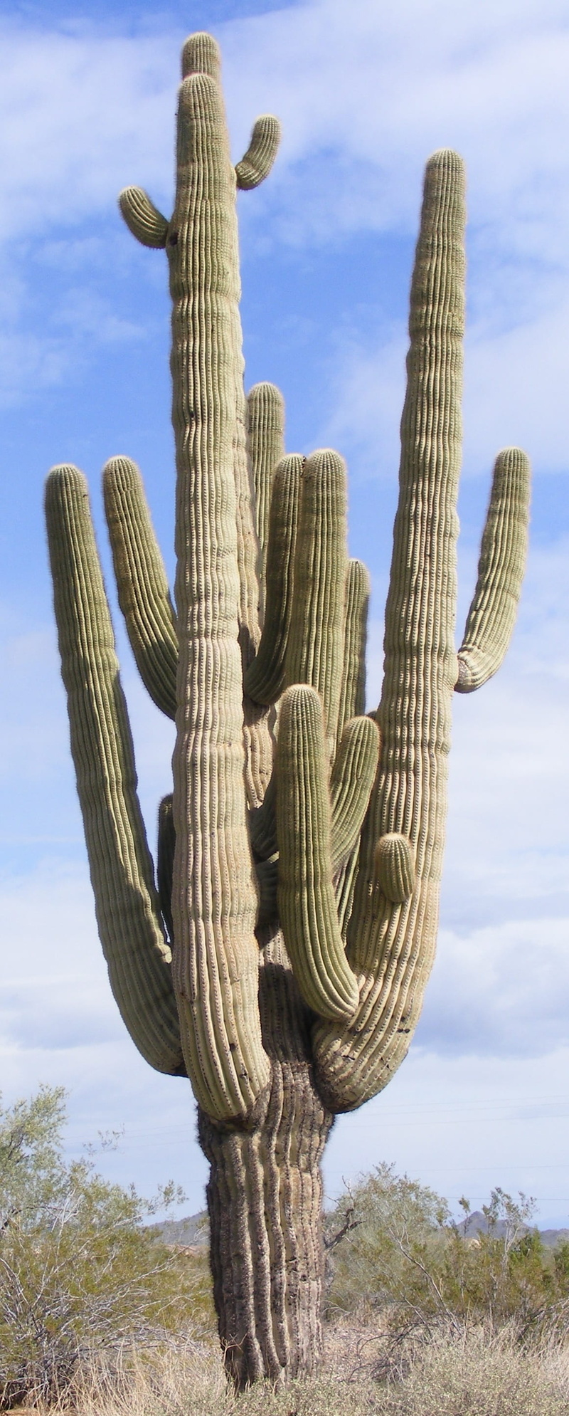 arizona, beauty in nature, field, day, 2K, desert, climate, cloud - sky, sonoran, plant, land, cactus, growth, landscape, green color, southwest, sky