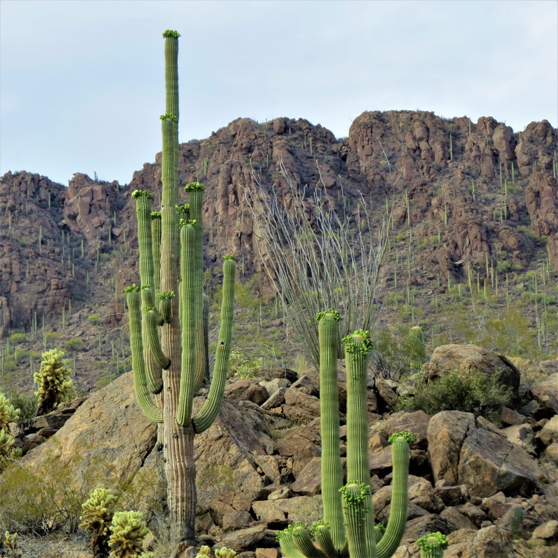 arizona, formation, tranquil scene, nature, saguaro cactus, arid climate, mountain, scenics - nature, environment, climate, Desert, semi-arid, rock - object