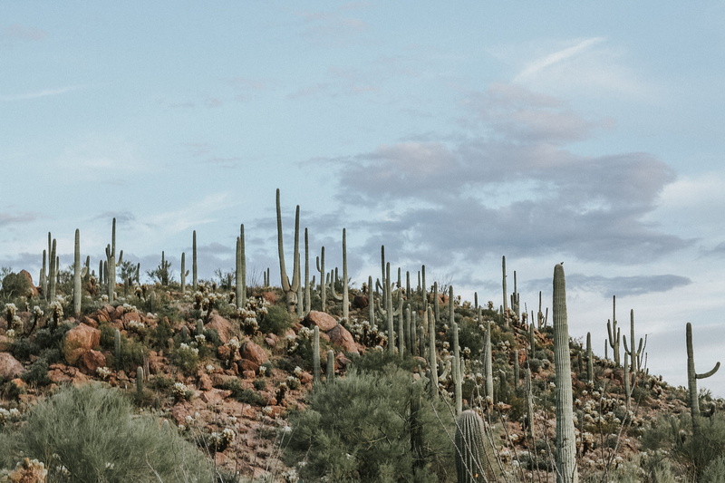 united states, vintage, beauty in nature, ecosystem, saguaro national park, cactus, non-urban scene, nature, cloud - sky, arizona, scenics - nature, tranquil scene