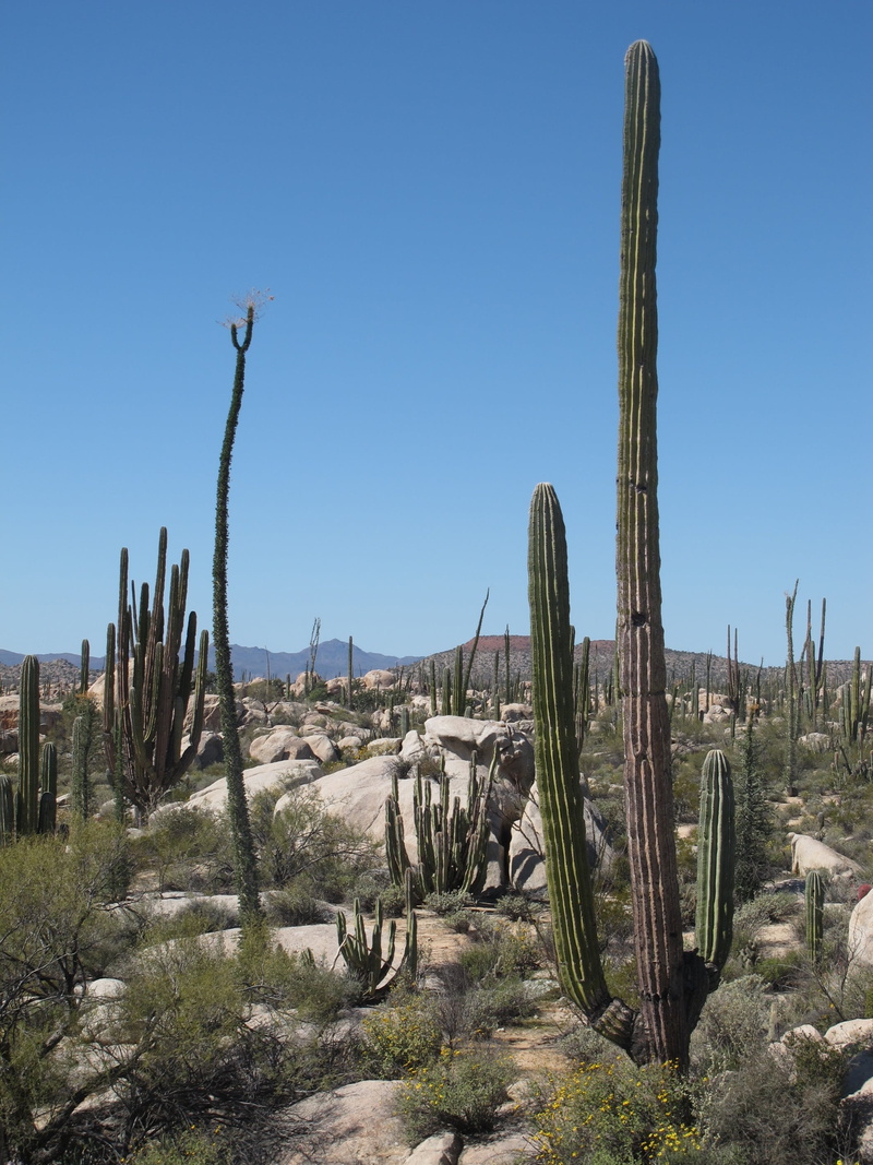 plant, dry, no people, sky, clear sky, semi-arid, field, scenery, nature, mexico, scenic, climate, baja, landscape, growth, tranquil scene, non-urban scene