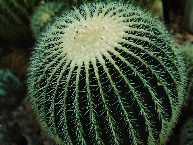 focus on foreground, beauty in nature, tropical Climate, outdoors, green, natural pattern, summer, day, cactus, spines, macro, thorn, desert, botany, land