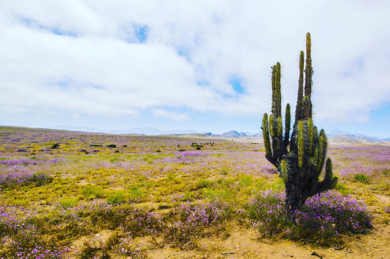 beauty in nature, semi-arid, outdoors, arid climate, scenics - nature, flowering desert, saguaro cactus, day, green color, cactus, purple, no people, ecosystem