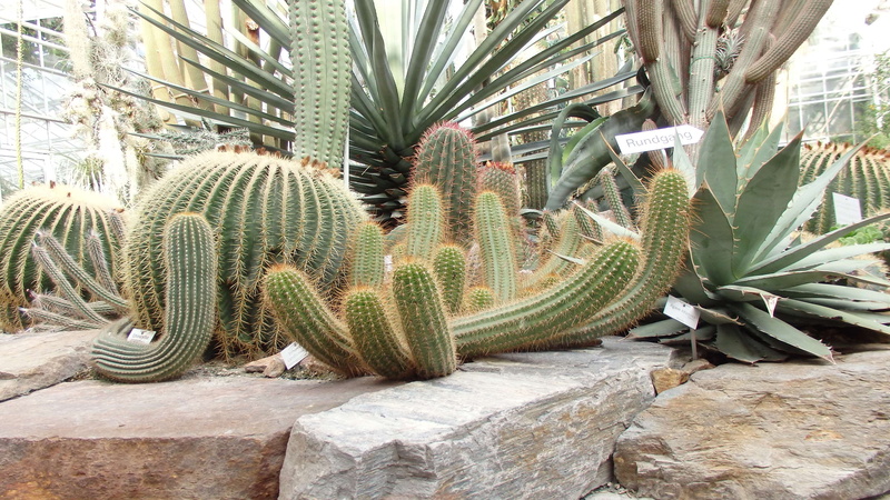 pattern, desert, outdoors, growth, building exterior, 4K, cactus, botany, tree, beauty in nature, saguaro cactus, plant, nature, stones, botanic, no people