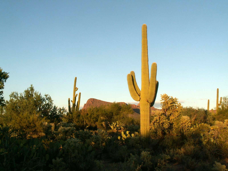 outdoors, Landscape, ecosystem, cactus, park, semi-arid, tucson, day, land, sonoran Desert, tranquil scene, growth, public domain, arid Climate, 720P