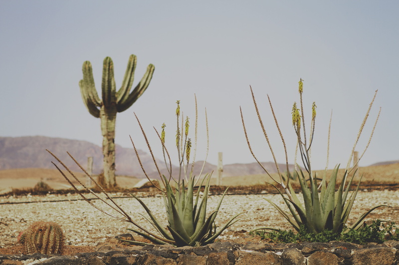 canary islands, semi-arid, beauty in nature, day, focus on foreground, growth, saguaro cactus, nature, plant, field, succulent plant, fuerteventura, islas canarias