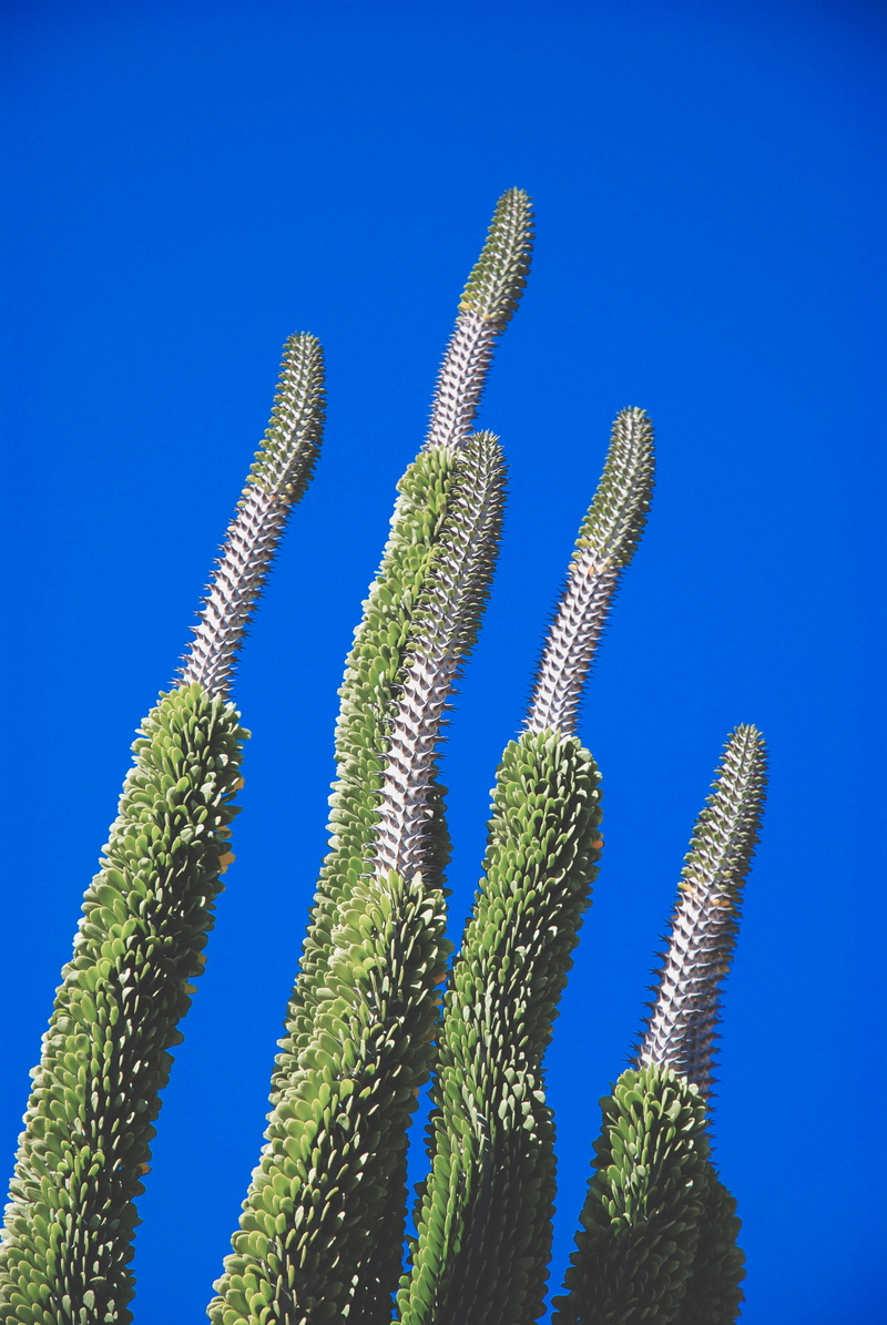 arid climate, environment, succulent plant, cactuses, photo, succulent, view, prickly, low angle photography, plants, botanical, clear sky, plant, studio shot