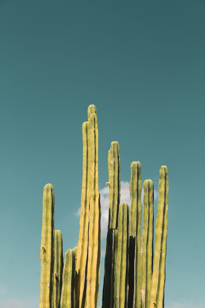 low angle view, photography, plant, cactu, green, wooden post, clear sky, 5K, summer, land, minimal, saguaro cactus, sky, cactus, tranquil scene, blue sky