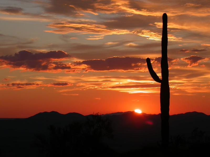 silhouettes, rise, giant saguaro, 1080P, succulent plant, cactus, desert, silhouette, sky, scenic, beautiful, arizona, non-urban scene, sunset, orange color