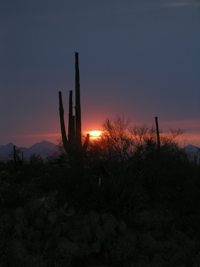 no people, beauty in nature, sky, scenery, saguaro, non-urban scene, environment, nature, southwest, land, succulent plant, western, silhouette, arid climate