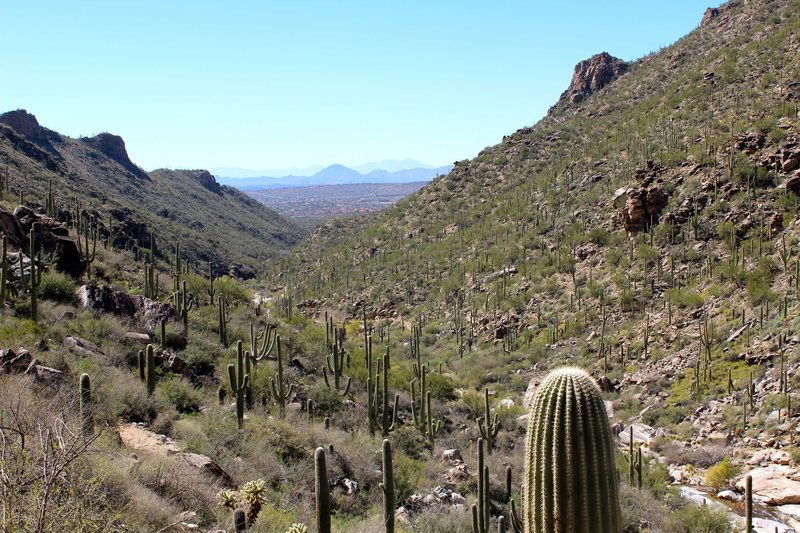 climate, arid climate, formation, sunlight, mountains, trail, succulent plant, hiking, land, cactus, scenics - nature, mountain range, plant, growth, 4K