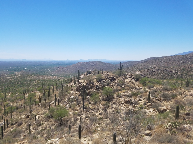 cacti, sonoran, dry, beauty in nature, outdoors, scenics - nature, tranquil scene, arid climate, saguaro, semi-arid, geology, wilderness, day, mountain