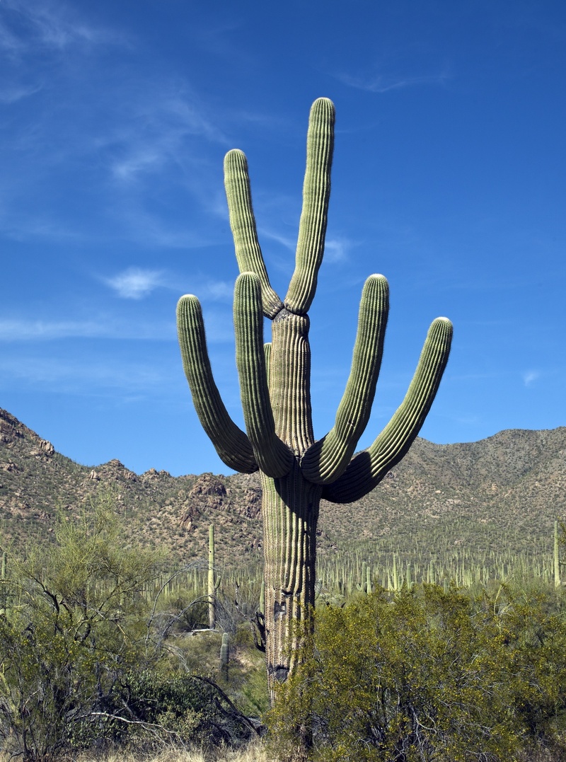 tucson, southwest, semi-arid, land, southwest USA, sonoran Desert, no people, saguaro, sunlight, desert, landscape, succulent plant, nature, tall, arizona