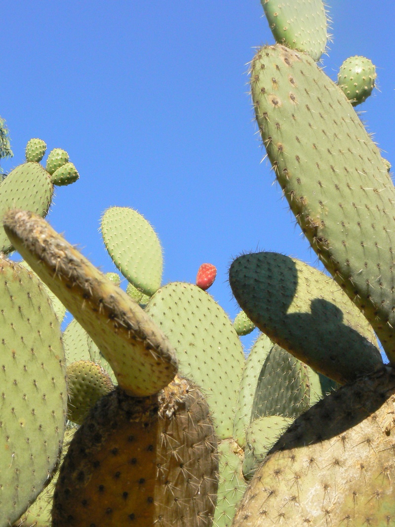 horticulture, 2K, succulent, flower, arizona, flora, clear sky, land, day, green color, sharp, cacti, environment, climate, botanical, season, grow, saguaro cactus