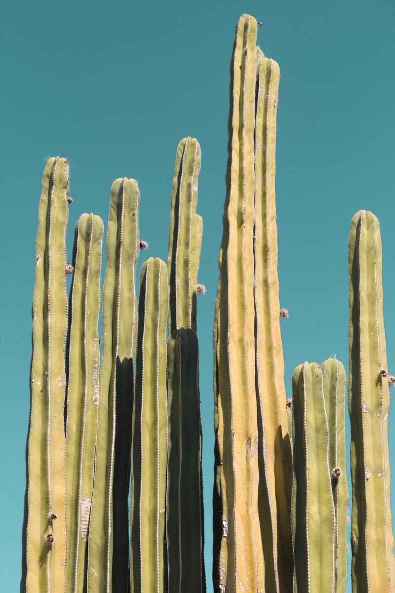 nature, minimal, blue background, succulent, no people, close-up, blue, close, spikes, day, 5K, boundary, sky, hight, growth, cactu, tetxure, succulent plant