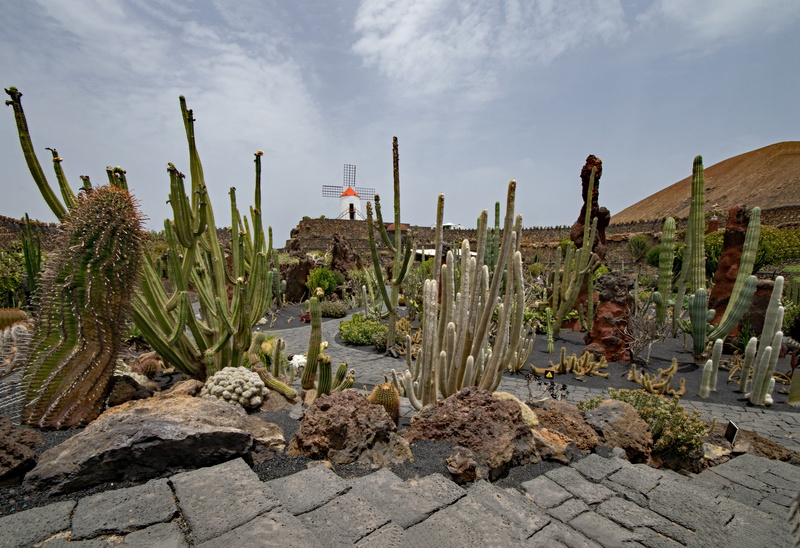 guatiza, windmill, lava, no people, succulent plant, lanzarote, garden, cloud - sky, cactaceae, plant, arid climate, carnation like, environment, cactus