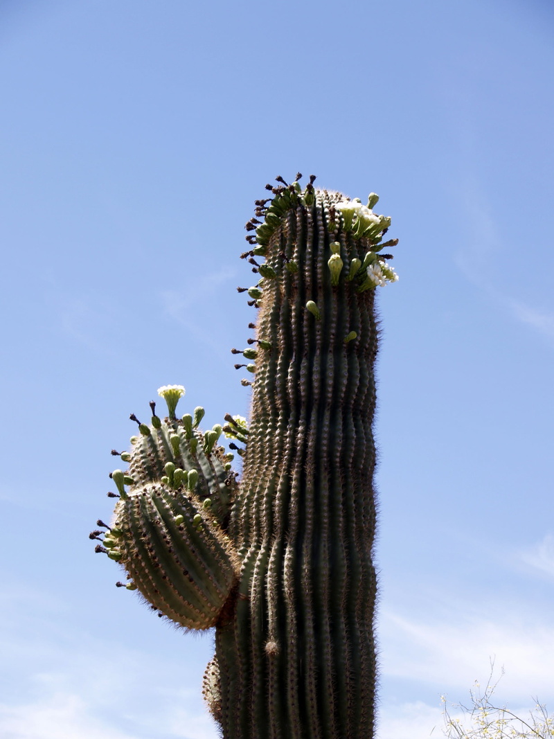 day, dry, outdoors, sunlight, blue, plant, hot, arid climate, erosion, close-up, blossom, tranquility, growth, spiky, sky, cloud - sky, nature, 2K, cactus