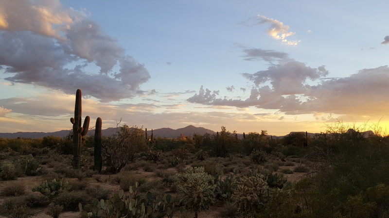 photography, non-urban scene, cactus, tree, southwest, semi-arid, sonoran, sky, outdoor, cholla, hour, beauty in nature, tranquility, cloud - sky, sunset
