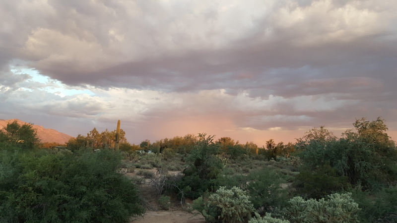 tucson, cactus, scenics - nature, outdoors, sunset, growth, land, idyllic, southwest, no people, western, cacti, cloud - sky, beauty in nature, architecture