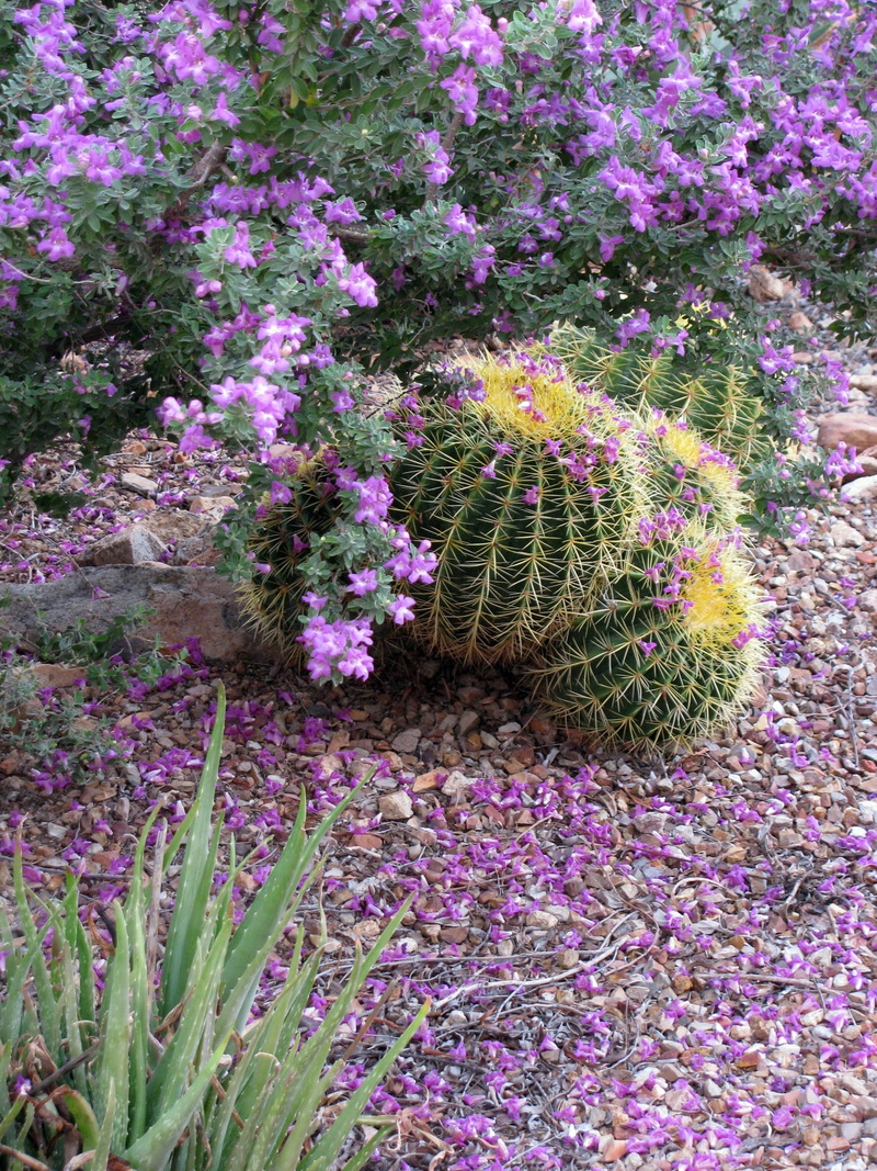 flower, leucophyllum, day, land, beauty in nature, flowerbed, golden barrel cactus, flowering, 1080P, high angle view, texas ranger, fragility, freshness