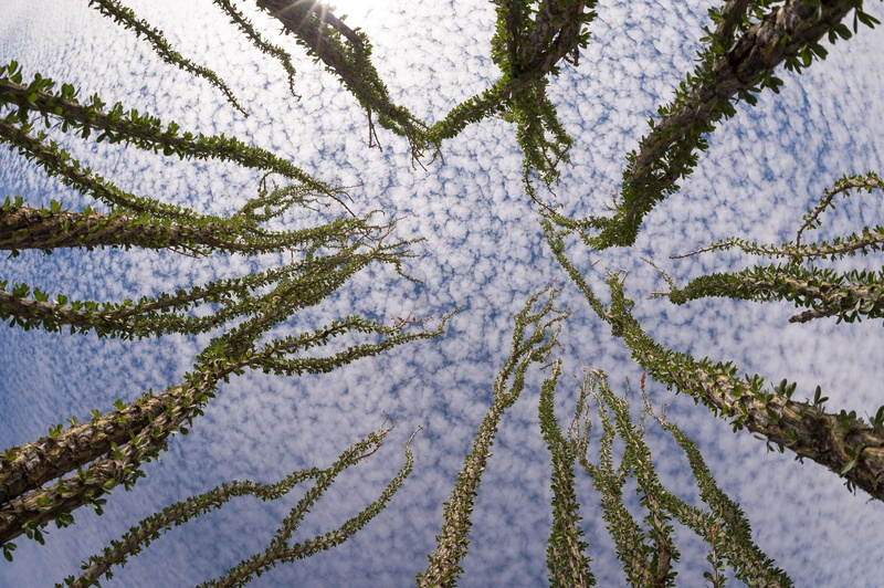 close-up, jacob cactus, cold temperature, usa, desert coral, day, sky, green color, slimwood, coachwhip, cirrocumulus, high angle view, pattern, ocotillo