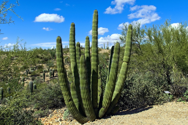 land, nature, spikes, botany, pipe, thorn, arid, 2K, ecosystem, cloud - sky, cactus, day, climate, green, tranquility, prickly, garden, environment, desert
