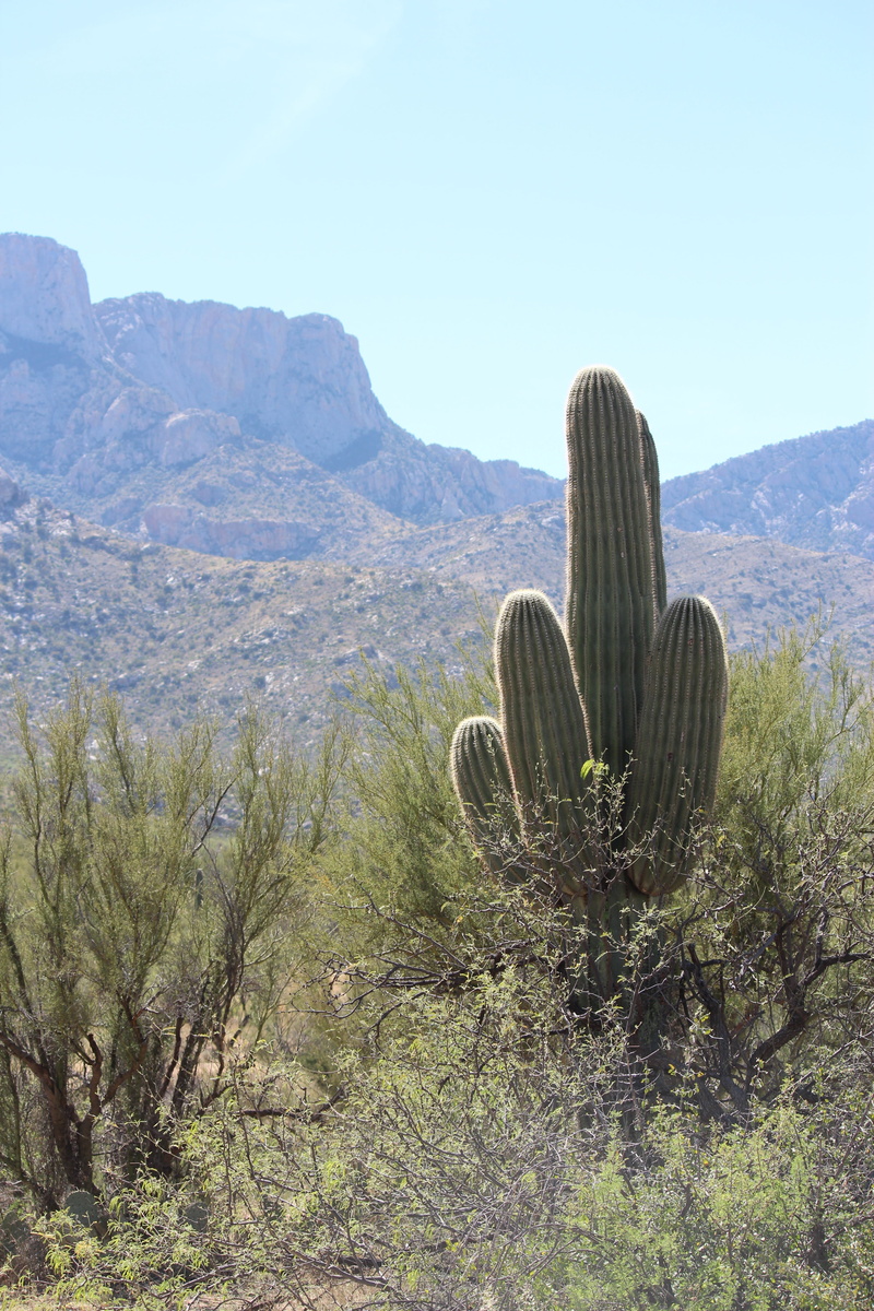 nature, idyllic, growth, scenics, wilderness, beauty in nature, succulent plant, tranquil scene, landscape, arizona, desert landscape, sonoran, environment