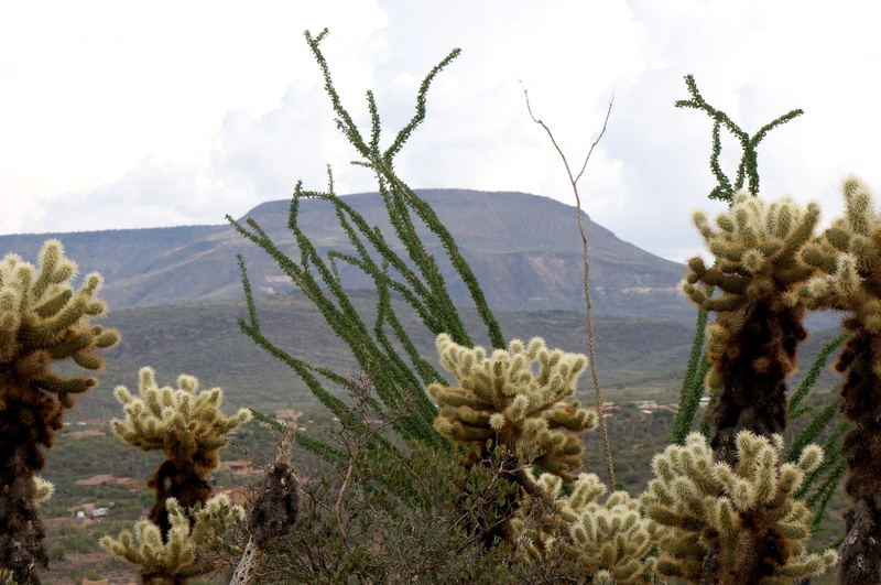 southwest, environment, prickly, thorns, plant, land, flora, succulent plant, desert, semi-arid, climate, outdoor, mountain, sonoran desert, 2K, non-urban scene