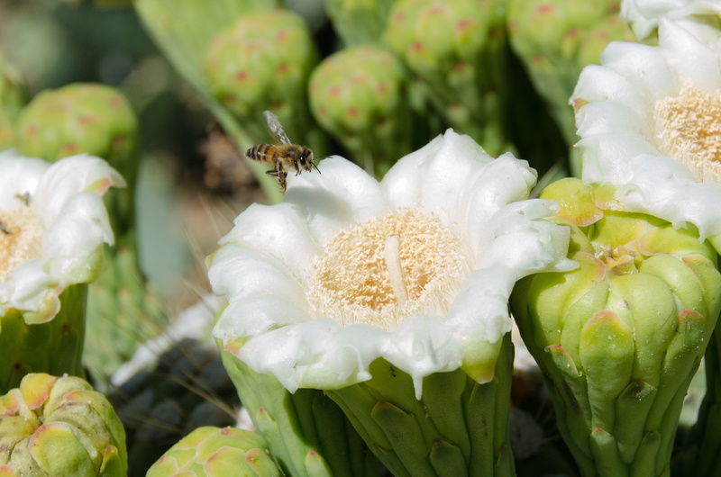 southwest, growth, blossom, invertebrate, flowering plant, close-up, bloom, fragility, sonoran, petal, flower head, focus on foreground, animal wildlife