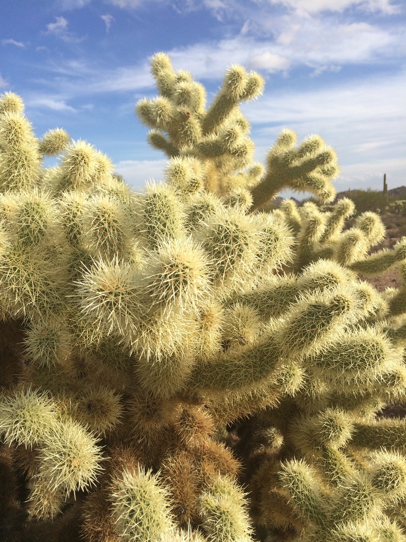 cholla, desert, fuzz, 2K, no people, land, succulent plant, spring, growth, wilderness, needles, tranquil scene, beauty in nature, bright, arizona, tranquility