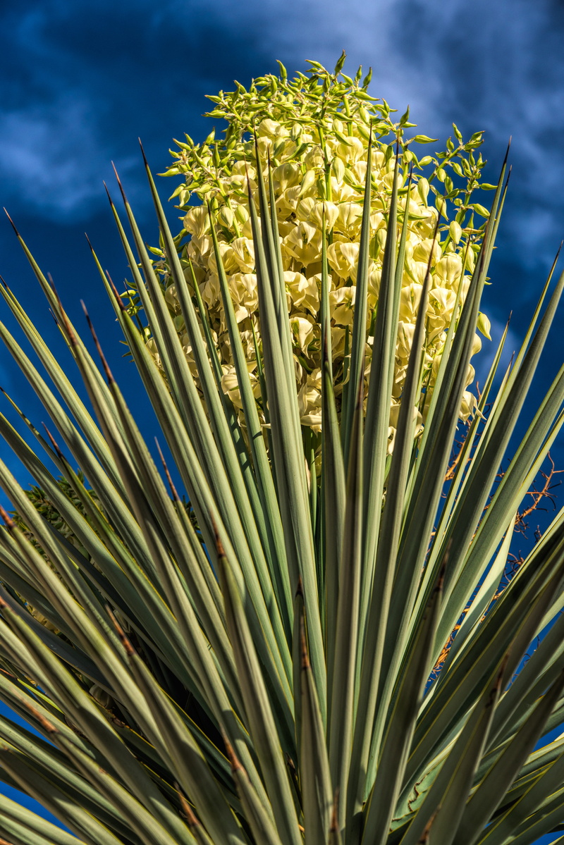 green color, blooms, vulnerability, flower, flowering plant, palm leaf, focus on foreground, no people, 8K, yellow, freshness, outdoors, close-up, cloud - sky