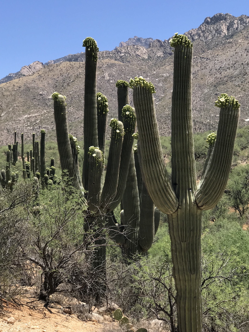 climate, catalina state park, desert, saguaro cactus, beauty in nature, day, canyon, tucson, outdoors, no people, scenics - nature, bloom, cactus, sonoran