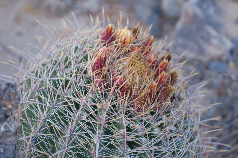 desert, sonoran, southwest, outdoors, cacti, arizona, land, cactus, prickly, plant, high angle view, day, succulent Plant, arizona desert, field, 1080P