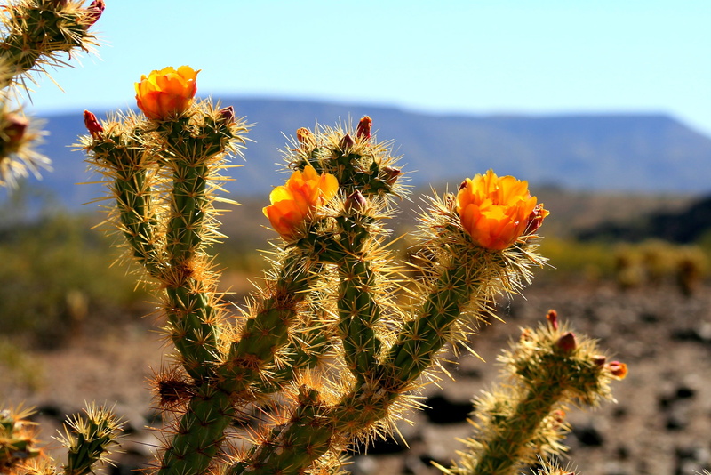 no people, plant, succulent plant, southwest, fragility, thorn, focus on foreground, flower head, Cacti, day, Cactus, western, flowering plant, Arizona