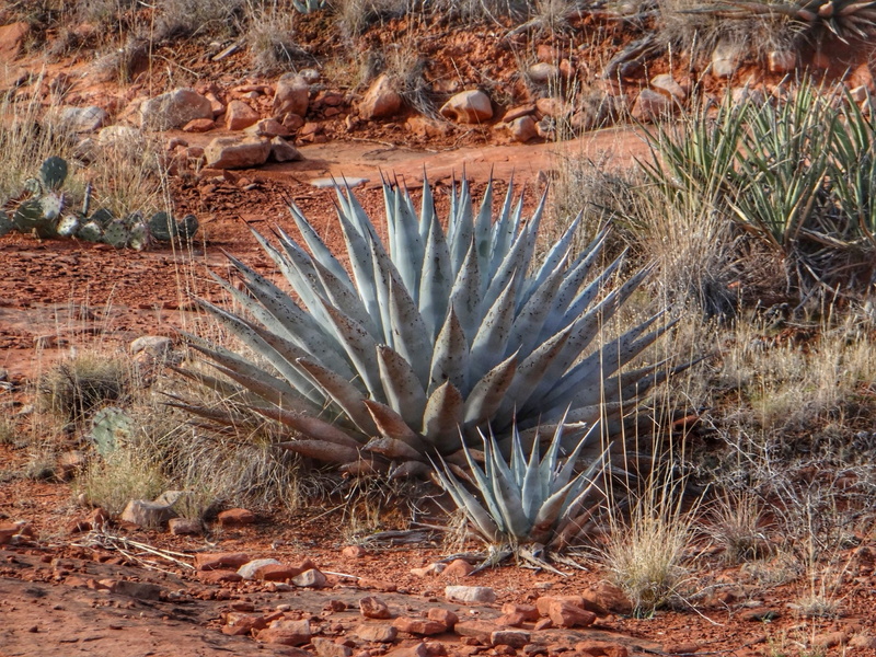 succulent plant, cactus, environment, one animal, Arizona, land, southwest, phoenix, solid, tree, west, animal wildlife, dry, day, tranquility, Sedona