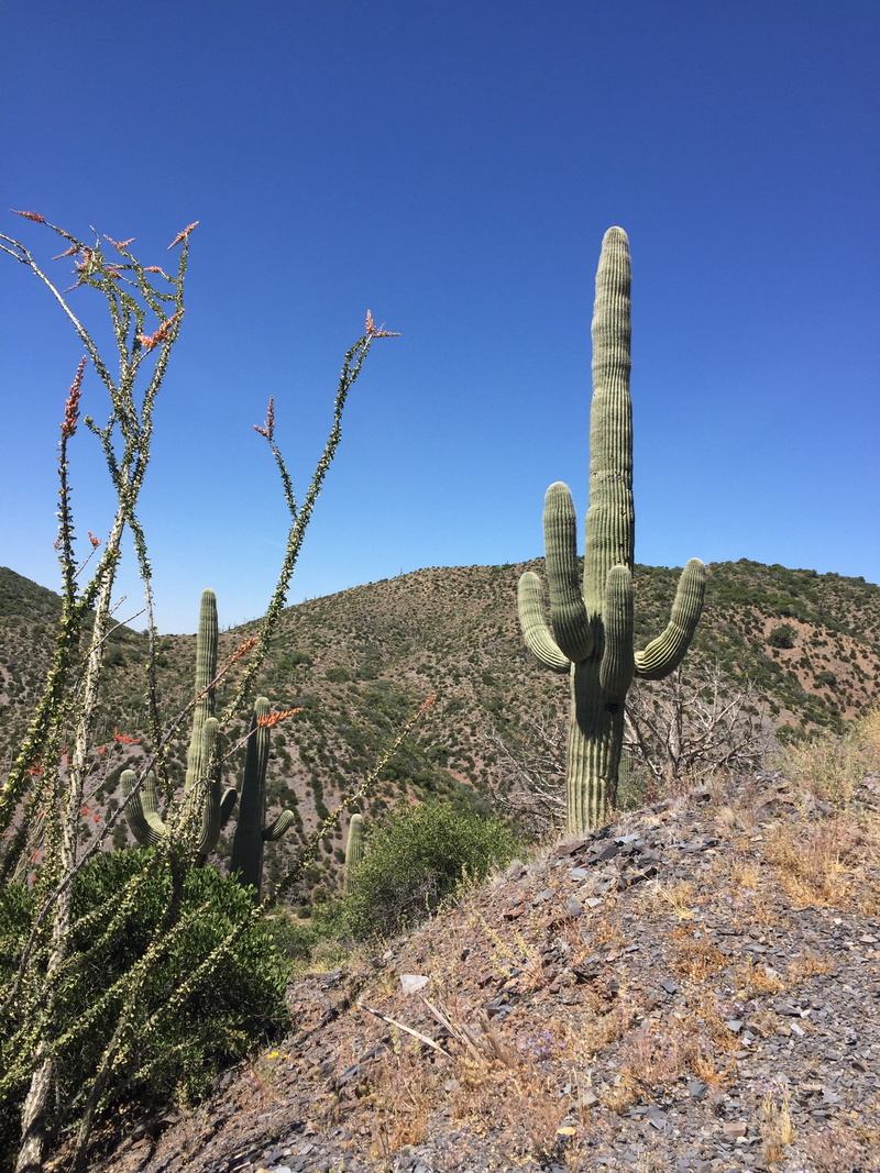 travel, environment, blue, day, southwest, cactus, mountain, western, Landscape, phoenix, beauty in nature, dry, usa, wilderness, Saguaro, joshua Tree