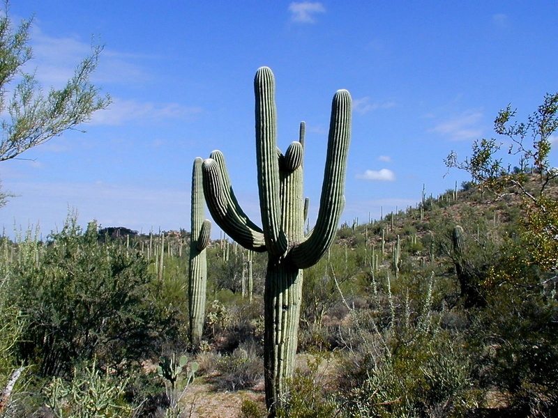 cactus, Saguaro National Park, 1080P, Arizona, tranquility, arid Climate, succulent plant, dry, environment, public domain, land, tranquil scene, scenics - nature