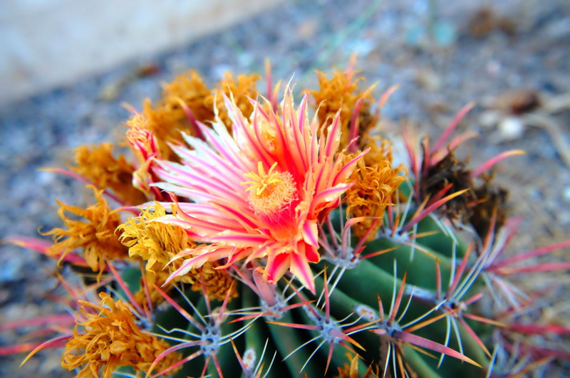 no people, fragility, petal, orange color, outdoors, focus on foreground, arizona, orange, bloom, flower head, growth, thorns, prickly, nature, day, blossom