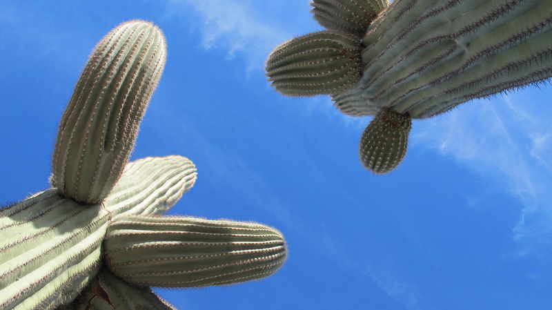 Saguaro, chihuahuan desert, cloud - sky, low angle view, tree, cactus, animal, animal themes, Desert, undersea, arizona, blue, sonoran desert, plant, directly below